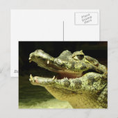 Krokodil / Krokodil Postkarte (Vorne/Hinten)