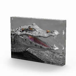 Krokodil lächelnd in Tortuguero - Costa Rica Fotoblock