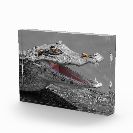 Krokodil lächelnd in Tortuguero - Costa Rica Fotoblock (Rechts)