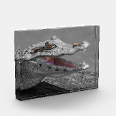 Krokodil lächelnd in Tortuguero - Costa Rica Fotoblock (Links)