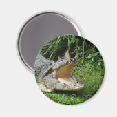 Krokodil Magnet (Vorderseite/Rückseite)