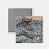 Krokodil Magnet (Vorderseite/Rückseite)
