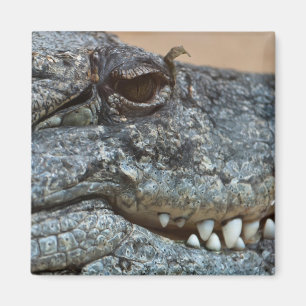 Krokodil Magnet