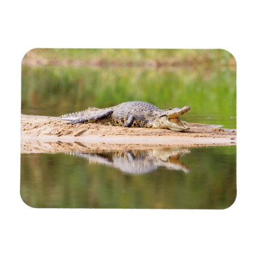 Krokodil Magnet (Horizontal)