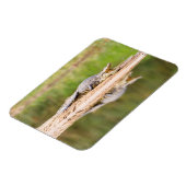 Krokodil Magnet (Linke Seite)