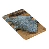 Krokodil Magnet (Rechte Seite)