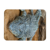 Krokodil Magnet (Horizontal)