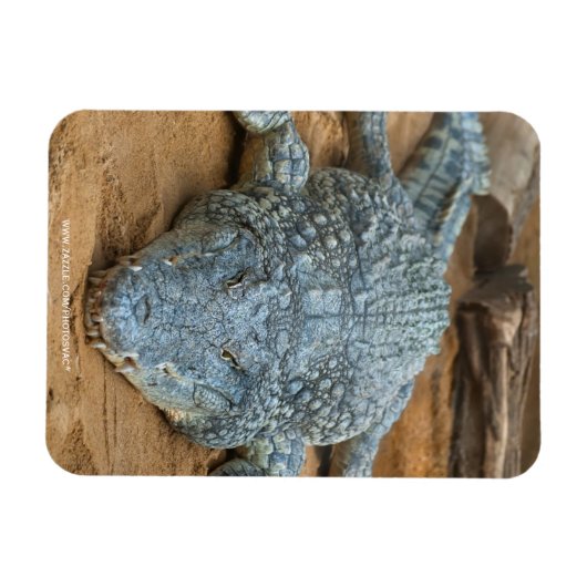 Krokodil Magnet (Horizontal)