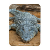 Krokodil Magnet (Vertikal)