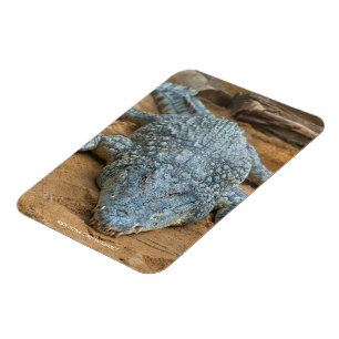 Krokodil Magnet