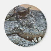 Krokodil Magnet (Vorne)