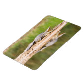 Krokodil Magnet (Linke Seite)