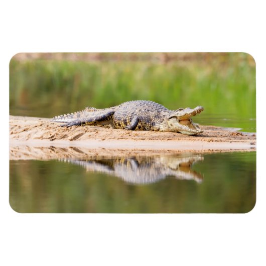 Krokodil Magnet (Horizontal)