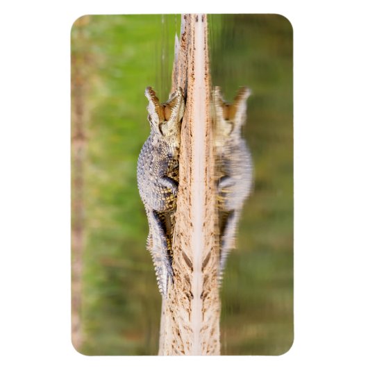 Krokodil Magnet (Vertikal)