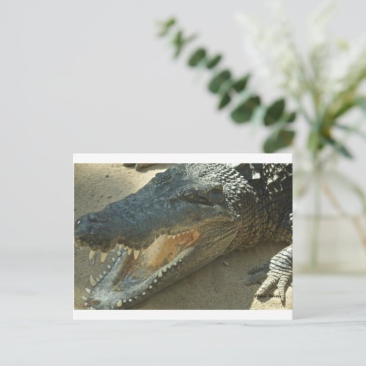 Krokodil mit gebrochenem Zahn.jpg Postkarte (Stehend Vorderseite)