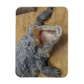 Krokodil mit Kiefer Wide Open Nah-up Magnet (Vertikal)