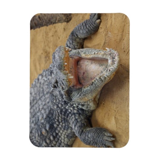 Krokodil mit Kiefer Wide Open Nah-up Magnet (Vertikal)