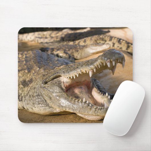 Krokodil Mousepad (Mit Mouse)