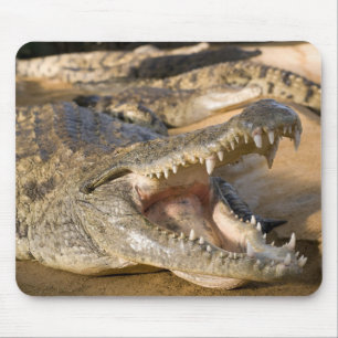 Krokodil Mousepad