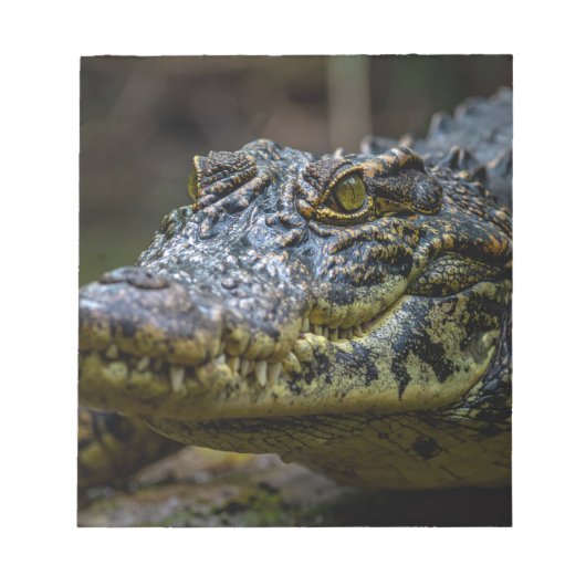 Krokodil Notizblock (Vorderseite)