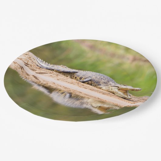 Krokodil Pappteller (Schrägansicht)