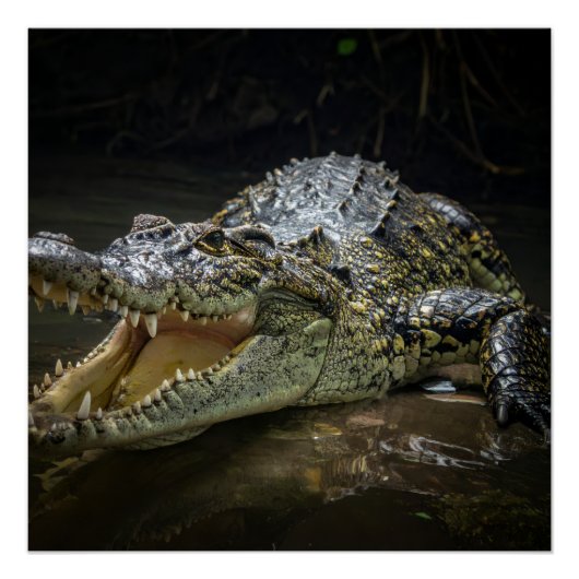 Krokodil Poster (Vorderseite)