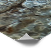 Krokodil Poster (Ecke)