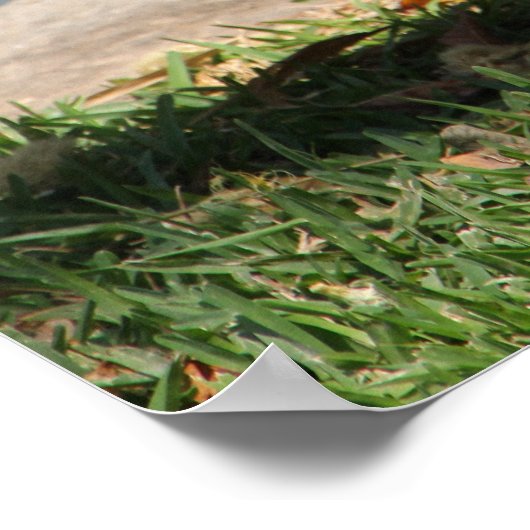 Krokodil Poster (Ecke)