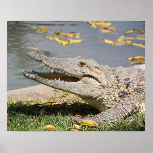 Krokodil Poster