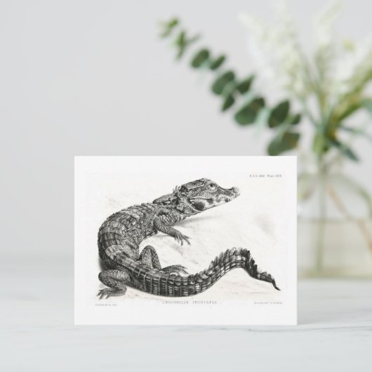 Krokodil Postkarte (Stehend Vorderseite)