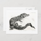 Krokodil Postkarte (Vorne/Hinten)