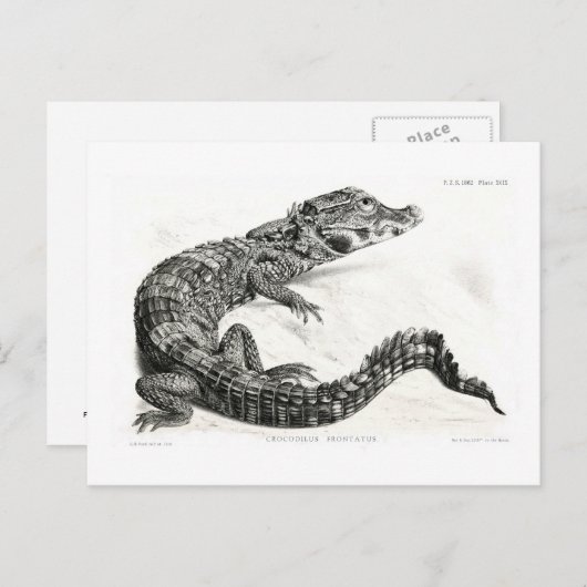 Krokodil Postkarte (Vorne/Hinten)