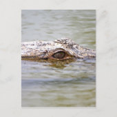 Krokodil Postkarte (Vorderseite)