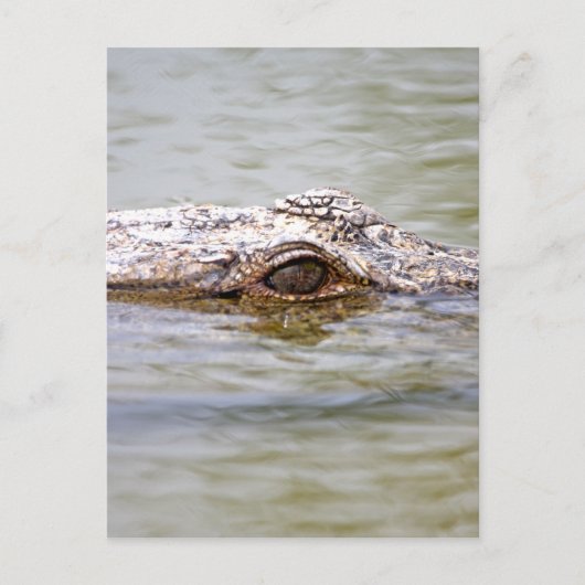 Krokodil Postkarte (Vorderseite)