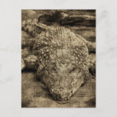 Krokodil Postkarte (Vorderseite)