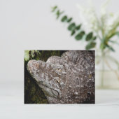 Krokodil Postkarte (Stehend Vorderseite)