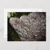 Krokodil Postkarte (Vorne/Hinten)