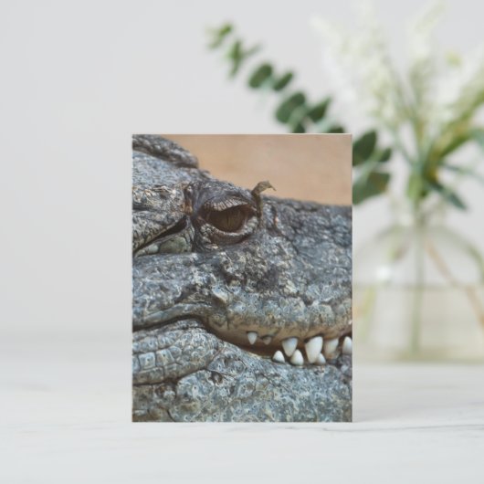 Krokodil Postkarte (Stehend Vorderseite)