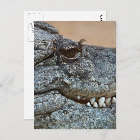 Krokodil Postkarte (Vorne/Hinten)