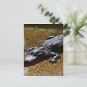 Krokodil Postkarte (Stehend Vorderseite)