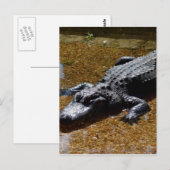 Krokodil Postkarte (Vorne/Hinten)