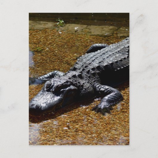 Krokodil Postkarte (Vorderseite)