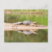 Krokodil Postkarte (Vorderseite)