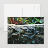 Krokodil-Reflektionsaufnahme Postkarte (Vorne/Hinten)