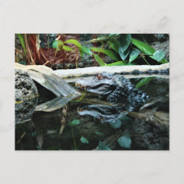Krokodil-Reflektionsaufnahme Postkarte