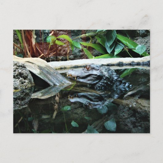 Krokodil-Reflektionsaufnahme Postkarte (Vorderseite)