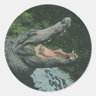 Krokodil-Reptilien, Vintage-Meeresleben Runder Aufkleber