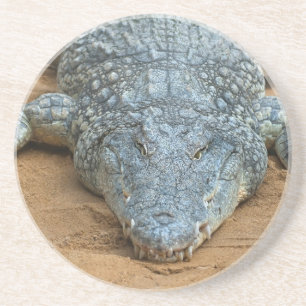 Krokodil Sandstein Untersetzer