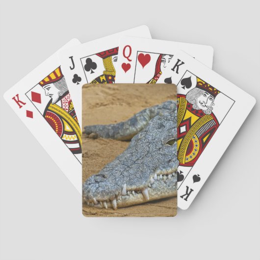 Krokodil Spielkarten (Rückseite)