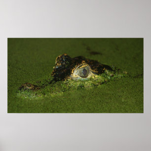 Krokodilaugen Poster